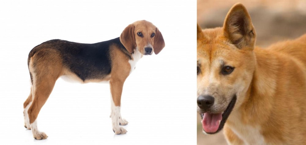 Dingo vs Beagle-Harrier - Breed Comparison