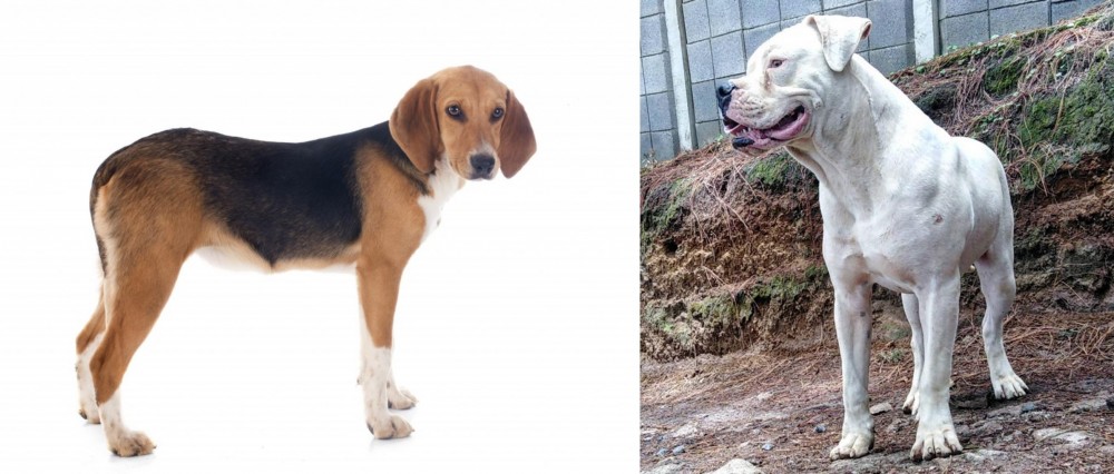 Dogo Guatemalteco vs Beagle-Harrier - Breed Comparison