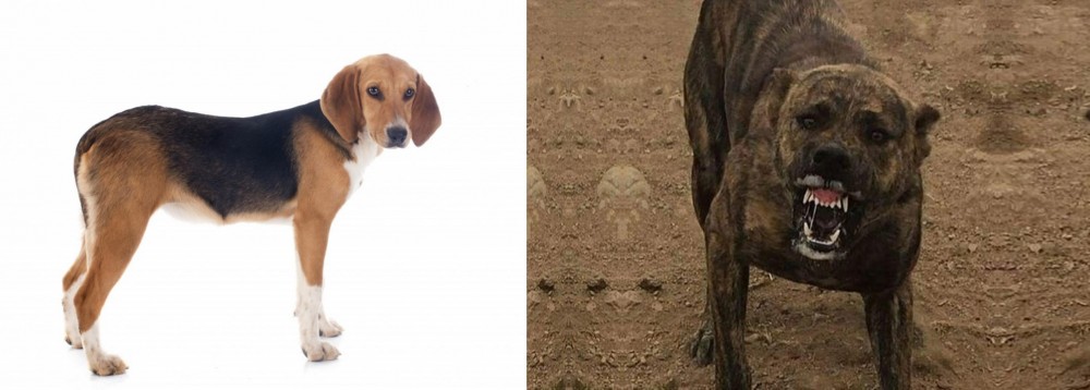 Dogo Sardesco vs Beagle-Harrier - Breed Comparison