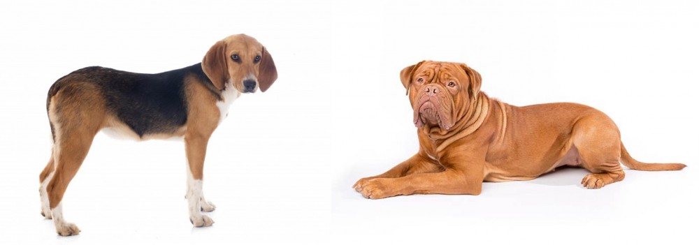 Dogue De Bordeaux vs Beagle-Harrier - Breed Comparison