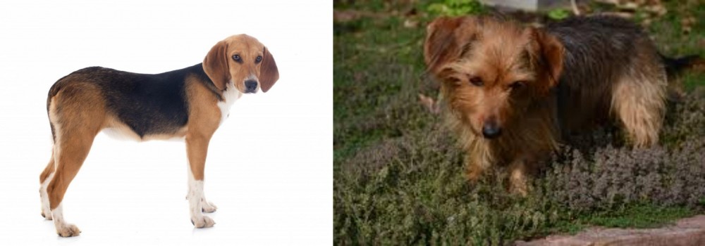 Dorkie vs Beagle-Harrier - Breed Comparison