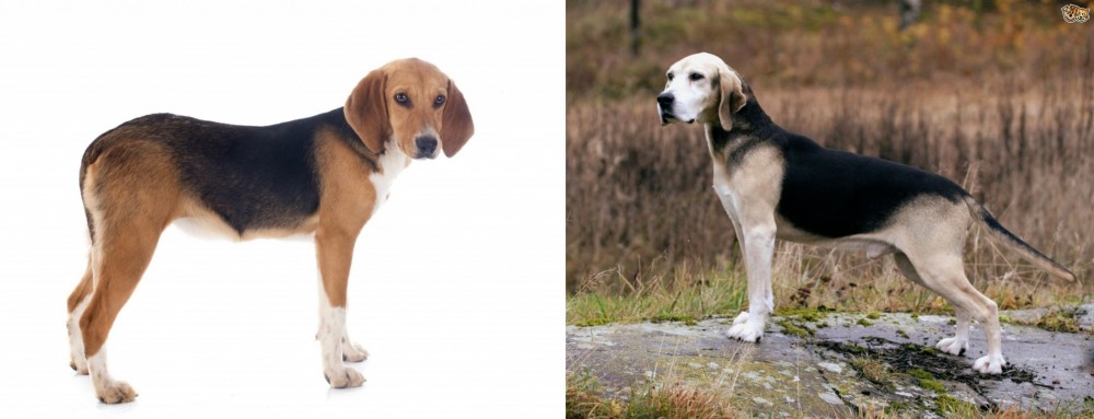 Dunker vs Beagle-Harrier - Breed Comparison