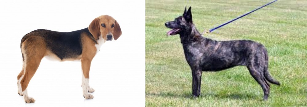 Dutch Shepherd vs Beagle-Harrier - Breed Comparison