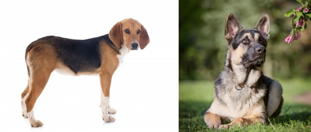East European Shepherd vs Beagle-Harrier - Breed Comparison