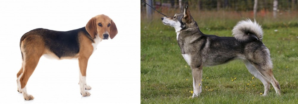 East Siberian Laika vs Beagle-Harrier - Breed Comparison