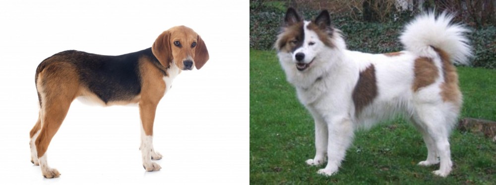 Elo vs Beagle-Harrier - Breed Comparison