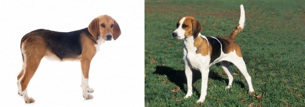 English Foxhound vs Beagle-Harrier - Breed Comparison