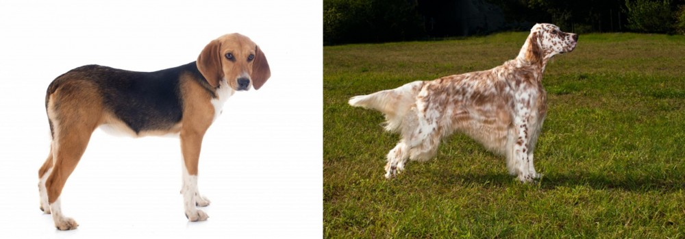 English Setter vs Beagle-Harrier - Breed Comparison