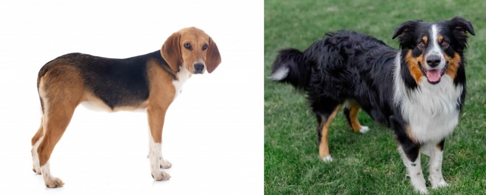English Shepherd vs Beagle-Harrier - Breed Comparison