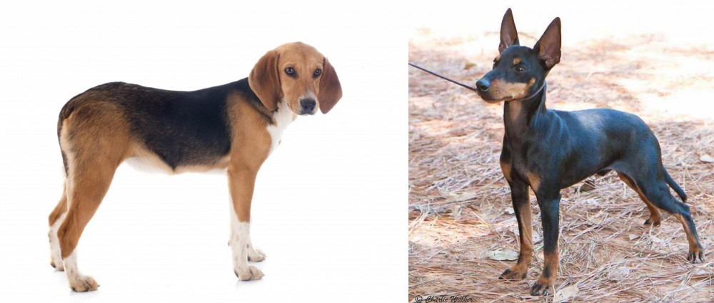 English Toy Terrier (Black & Tan) vs Beagle-Harrier - Breed Comparison