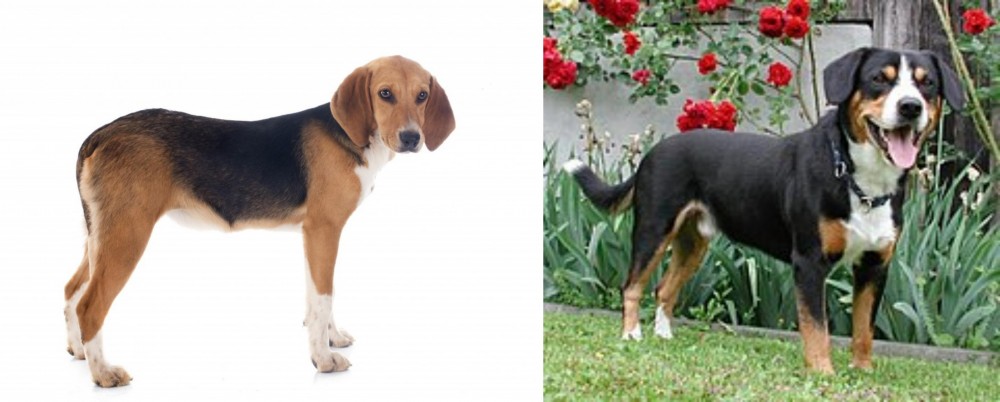 Entlebucher Mountain Dog vs Beagle-Harrier - Breed Comparison