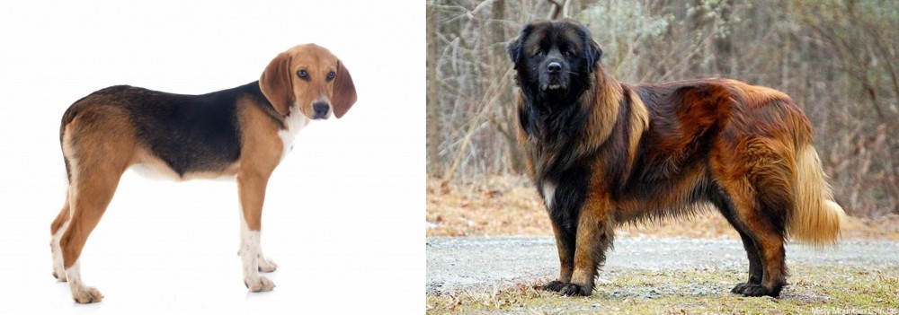 Estrela Mountain Dog vs Beagle-Harrier - Breed Comparison