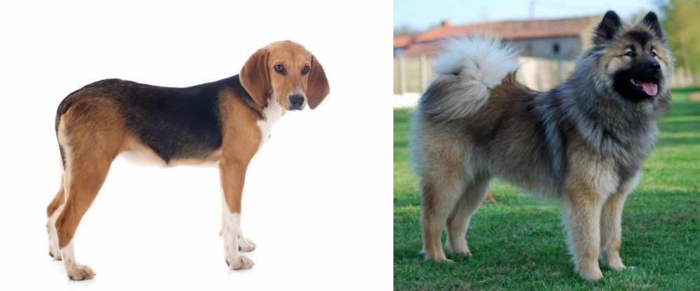 Eurasier vs Beagle-Harrier - Breed Comparison