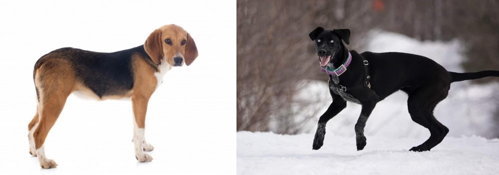 Eurohound vs Beagle-Harrier - Breed Comparison
