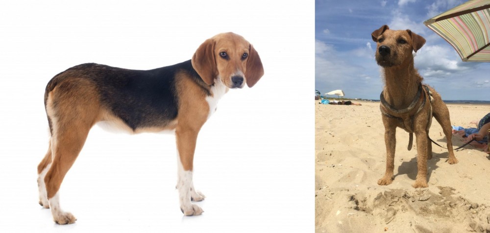 Fell Terrier vs Beagle-Harrier - Breed Comparison