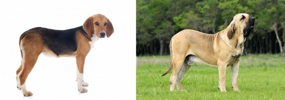 Fila Brasileiro vs Beagle-Harrier - Breed Comparison