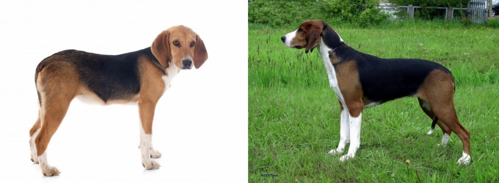 Finnish Hound vs Beagle-Harrier - Breed Comparison