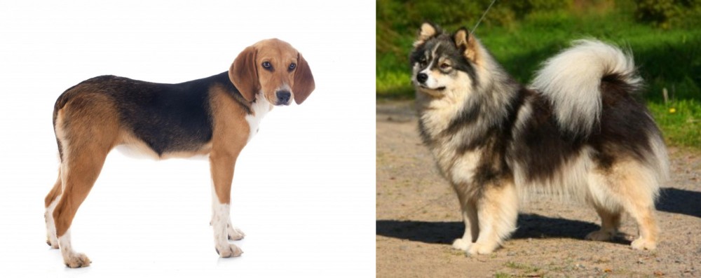 Finnish Lapphund vs Beagle-Harrier - Breed Comparison