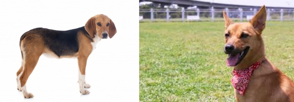 Formosan Mountain Dog vs Beagle-Harrier - Breed Comparison