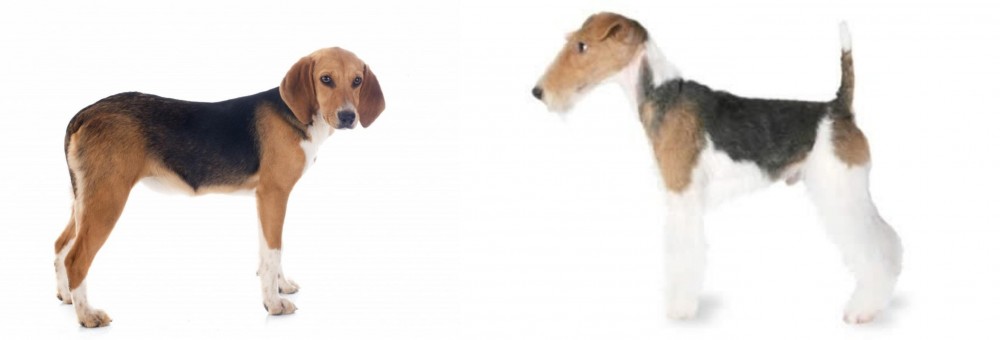 Fox Terrier vs Beagle-Harrier - Breed Comparison
