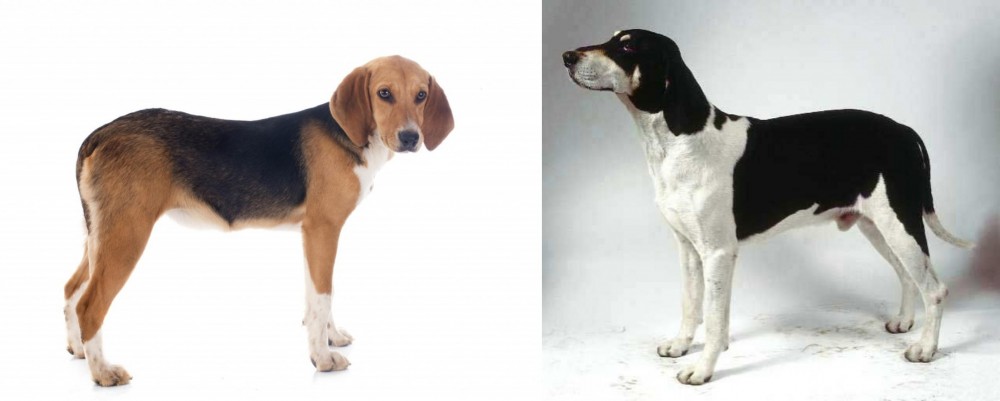 Francais Blanc et Noir vs Beagle-Harrier - Breed Comparison
