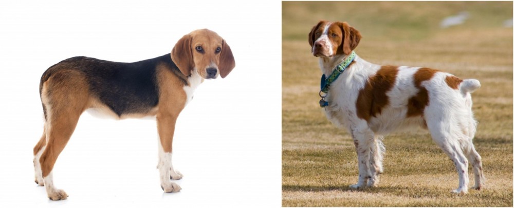 French Brittany vs Beagle-Harrier - Breed Comparison
