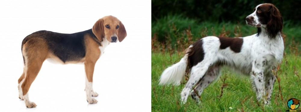 French Spaniel vs Beagle-Harrier - Breed Comparison