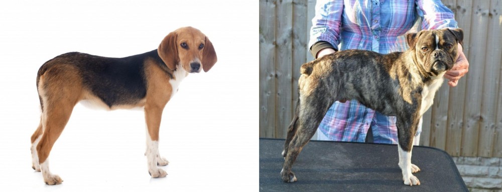 Fruggle vs Beagle-Harrier - Breed Comparison