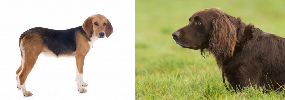 German Longhaired Pointer vs Beagle-Harrier - Breed Comparison