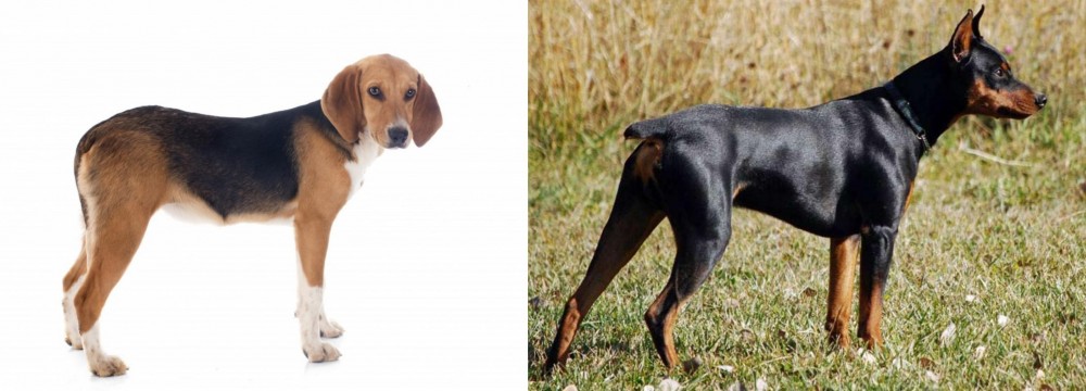German Pinscher vs Beagle-Harrier - Breed Comparison