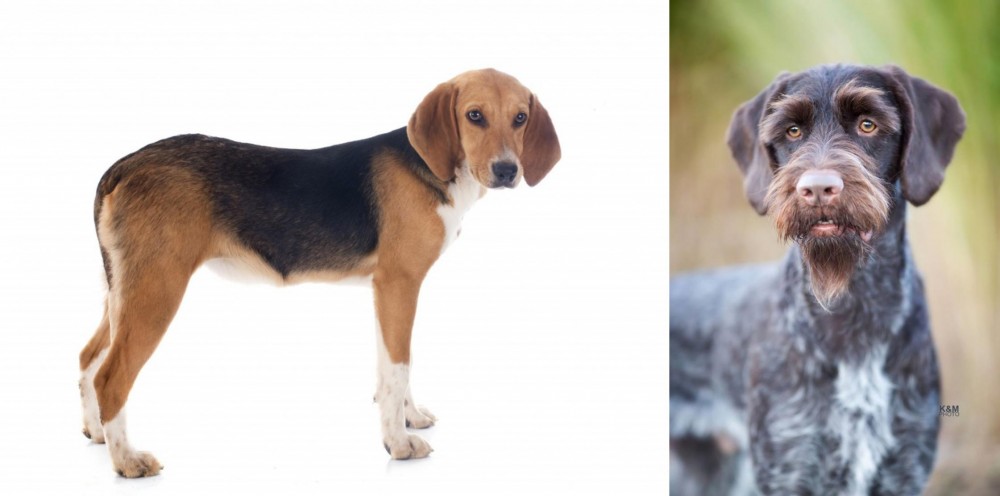 German Wirehaired Pointer vs Beagle-Harrier - Breed Comparison