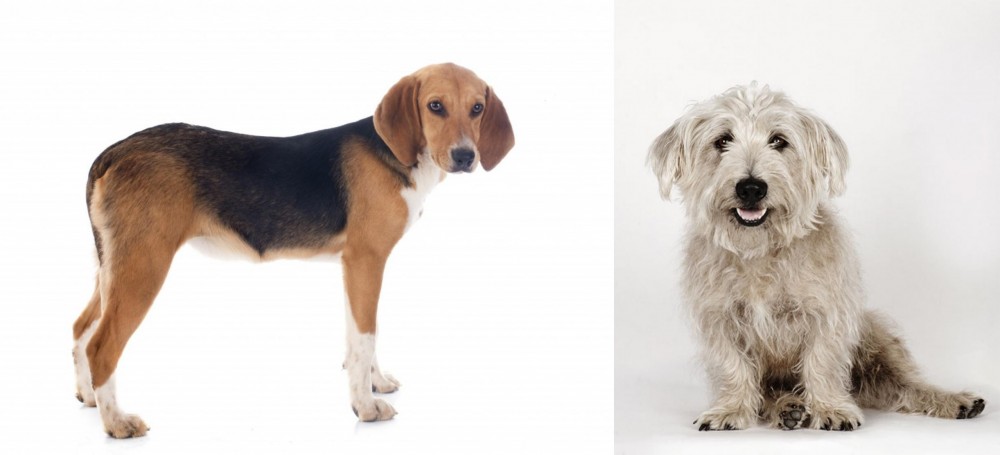 Glen of Imaal Terrier vs Beagle-Harrier - Breed Comparison
