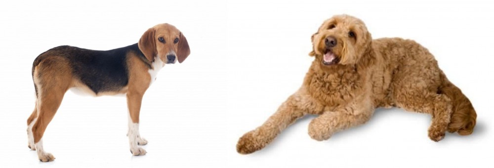 Golden Doodle vs Beagle-Harrier - Breed Comparison