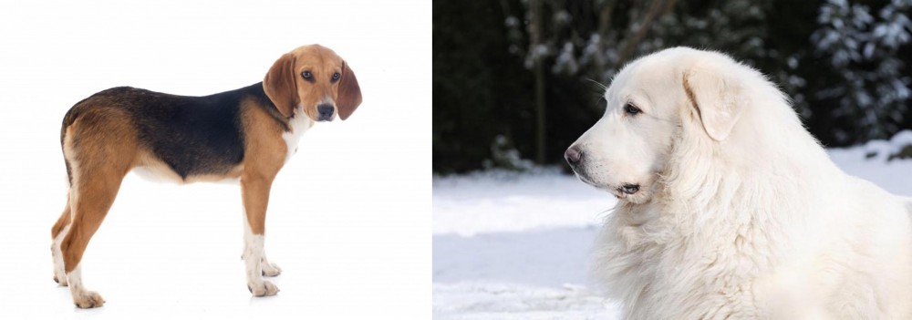 Great Pyrenees vs Beagle-Harrier - Breed Comparison