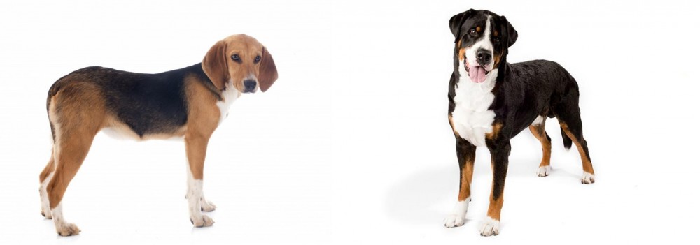 Greater Swiss Mountain Dog vs Beagle-Harrier - Breed Comparison