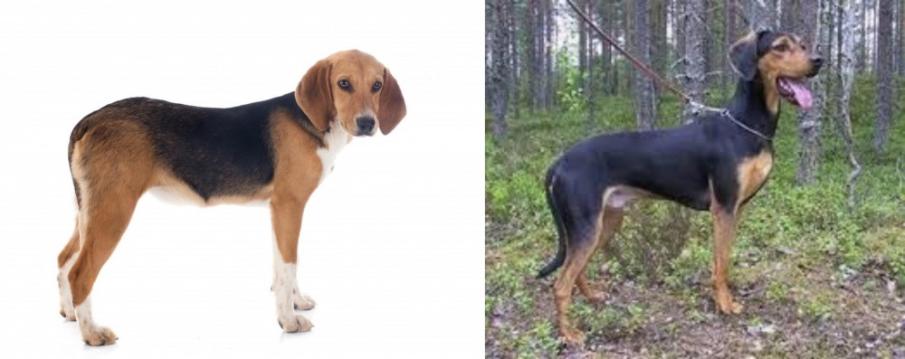 Greek Harehound vs Beagle-Harrier - Breed Comparison
