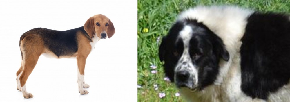 Greek Sheepdog vs Beagle-Harrier - Breed Comparison