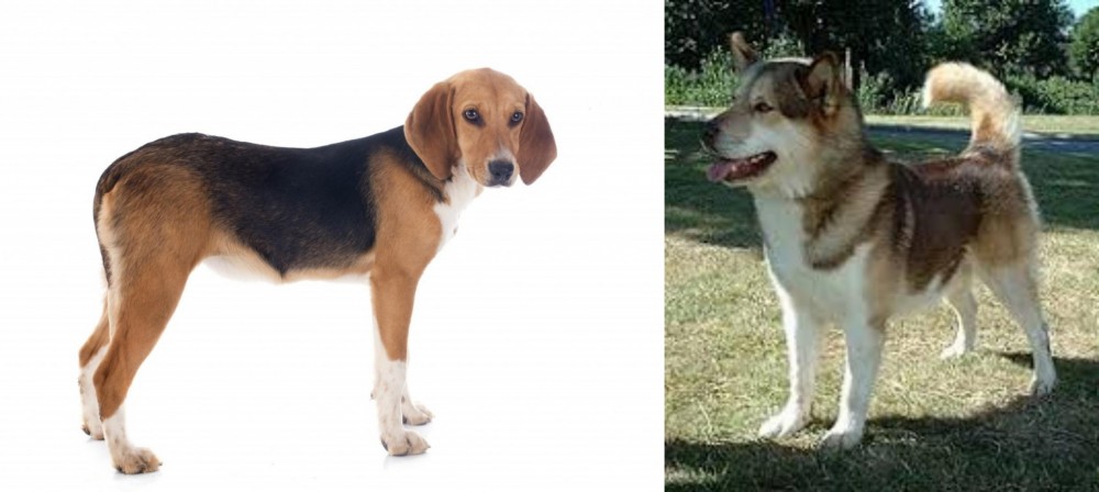 Greenland Dog vs Beagle-Harrier - Breed Comparison