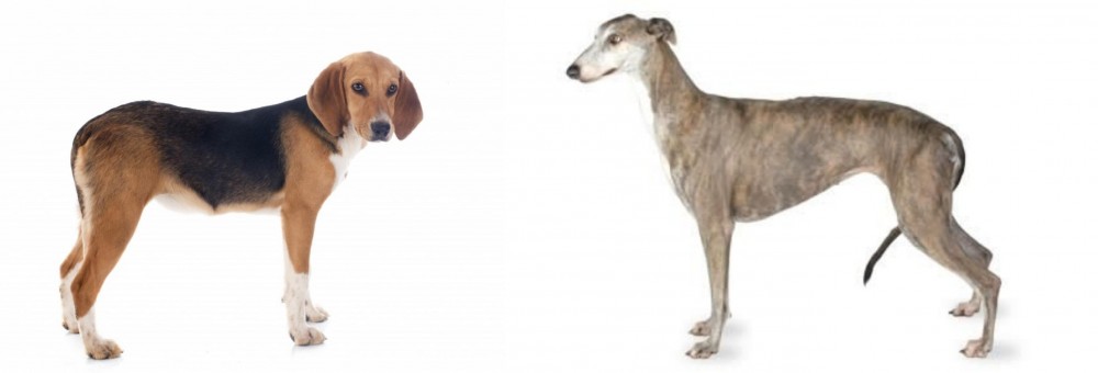 Greyhound vs Beagle-Harrier - Breed Comparison