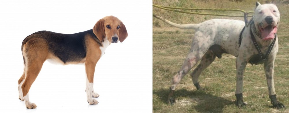Gull Dong vs Beagle-Harrier - Breed Comparison