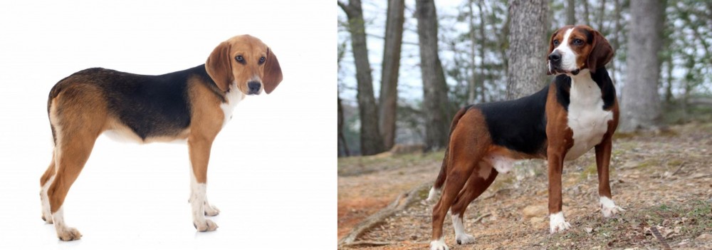 Hamiltonstovare vs Beagle-Harrier - Breed Comparison