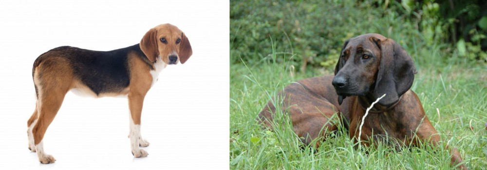 Hanover Hound vs Beagle-Harrier - Breed Comparison
