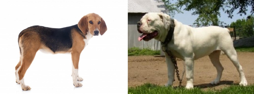 Hermes Bulldogge vs Beagle-Harrier - Breed Comparison