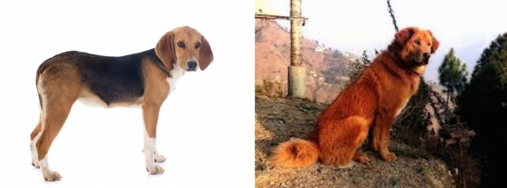 Himalayan Sheepdog vs Beagle-Harrier - Breed Comparison