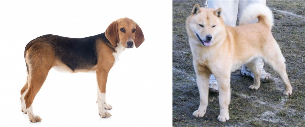Hokkaido vs Beagle-Harrier - Breed Comparison