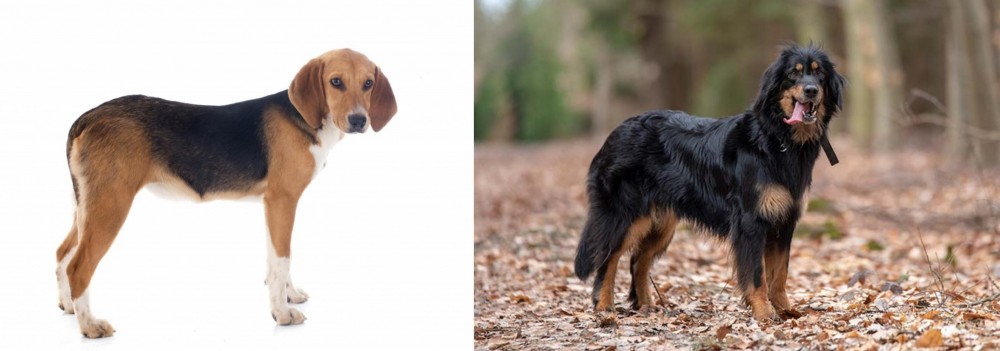Hovawart vs Beagle-Harrier - Breed Comparison