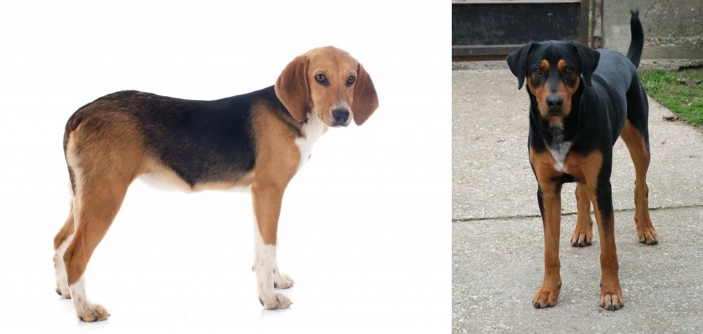 Hungarian Hound vs Beagle-Harrier - Breed Comparison