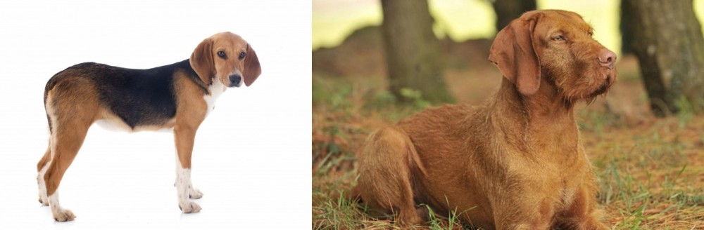 Hungarian Wirehaired Vizsla vs Beagle-Harrier - Breed Comparison