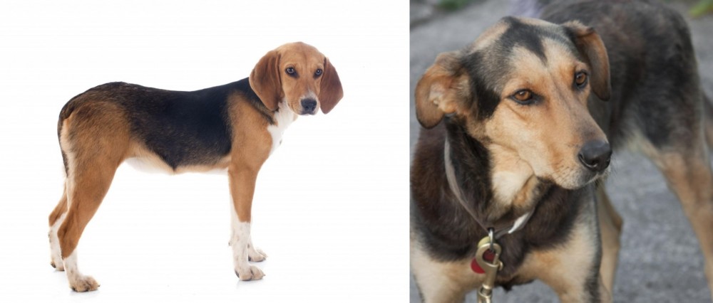 Huntaway vs Beagle-Harrier - Breed Comparison