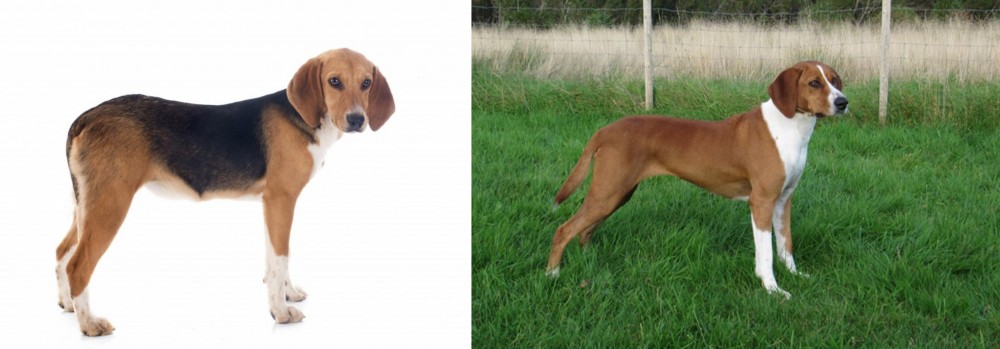 Hygenhund vs Beagle-Harrier - Breed Comparison
